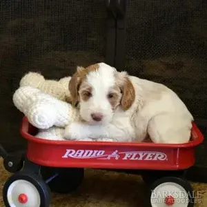 Sara & Shiloh - Male Orange