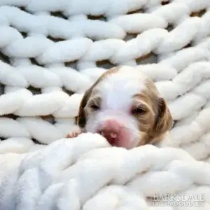 Sara & Shiloh - Male Orange