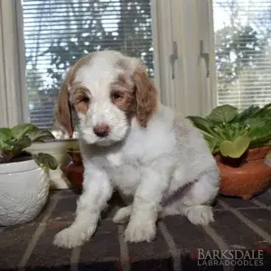 Sara & Shiloh - Male Orange