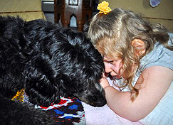 labradoodle service dog labradoodle service dog