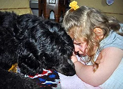 labradoodle service dog