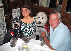 labradoodle service dog labradoodle service dog