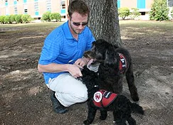 labradoodle service dog