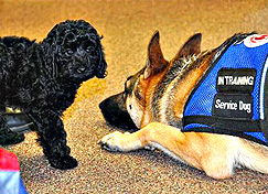 labradoodle service dog labradoodle service dog