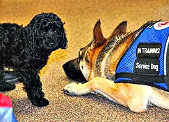 labradoodle service dog