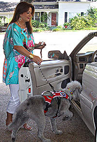 labradoodle service dog labradoodle service dog