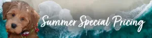 Summer Special Pricing