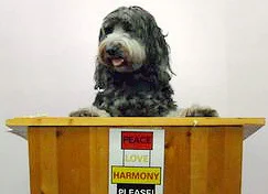 Therapy Labradoodle