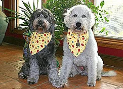 Therapy Labradoodle