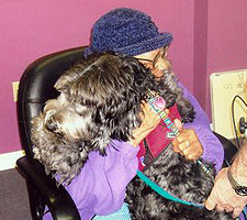 Therapy Labradoodle Therapy Labradoodle