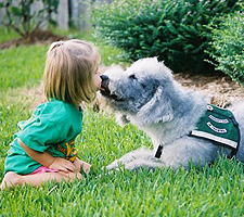 Therapy Labradoodle Therapy Labradoodle